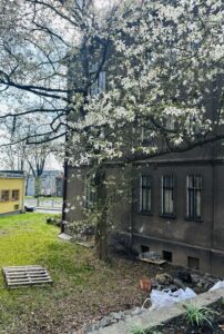 Drzewo z białymi kwiatami rosnące przy ścianie budynku.