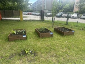 Podwyższone drewniane rabaty z młodymi roślinami ustawione na trawniku na terenie zielonym przy ogrodzeniu.
